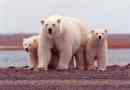 Mi a fehér medve élettartama a természetben és a fogságban?